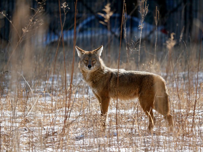 Coyote Coyote