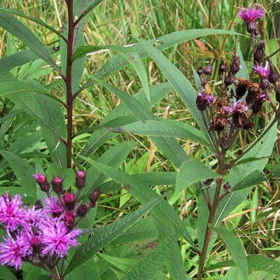 Ironweed found along the trails