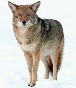 Coyote-Yosemite Coyote-Yosemite