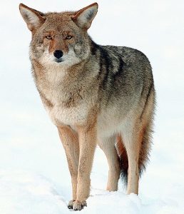 Coyote-Yosemite Coyote-Yosemite